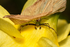 Australomisidia pilula