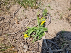 Hypoxis hemerocallidea