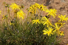 Euryops speciosissimus