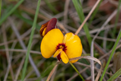 Bossiaea prostrata