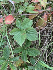 Rubus multifer