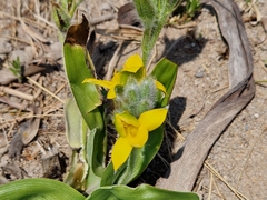 Hypoxis hemerocallidea