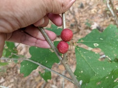 Disholcaspis globosa