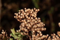 Hypericum tetrapterum