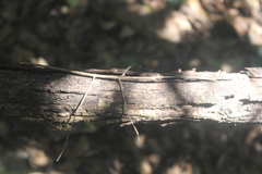 Bactricia bituberculata