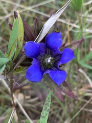 Gentiana puberulenta