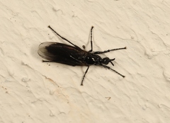 Dilophus febrilis