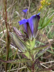 Gentiana puberulenta