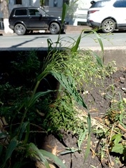 Panicum miliaceum ruderale