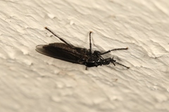 Dilophus febrilis