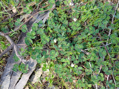 Trifolium subterraneum