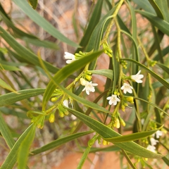 Myoporum platycarpum