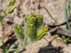 Hypoxis hemerocallidea