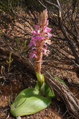 Satyrium erectum
