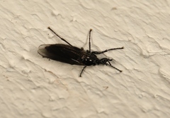 Dilophus febrilis