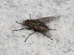 Helina evecta