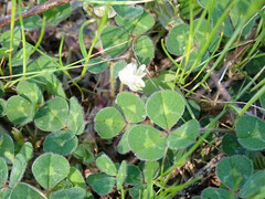 Trifolium subterraneum
