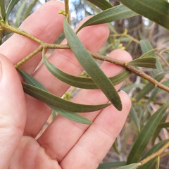Myoporum platycarpum