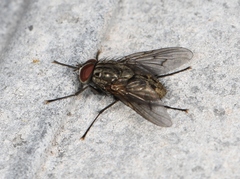 Helina evecta