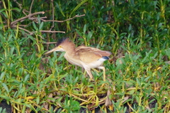 Ixobrychus sinensis