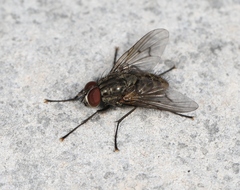 Helina evecta