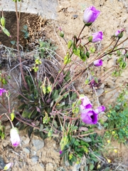Cistanthe grandiflora