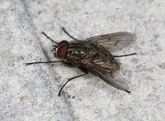Helina evecta