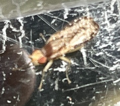 Trypetoptera canadensis