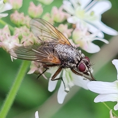 Phaonia angelicae