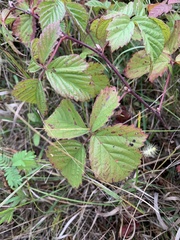 Rubus multifer