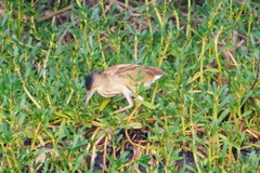 Ixobrychus sinensis