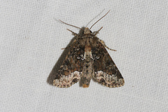 Oligia strigilis