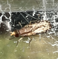 Trypetoptera canadensis