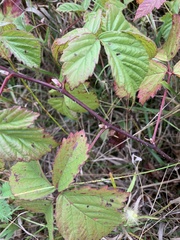 Rubus multifer