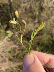 Gompholobium pinnatum