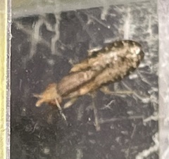 Trypetoptera canadensis