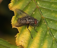 Helina evecta