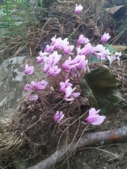 Cyclamen hederifolium