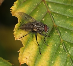 Helina evecta