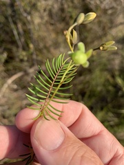 Gompholobium pinnatum