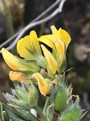 Rhynchosia chrysoscias