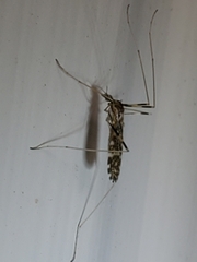 Erioptera caliptera