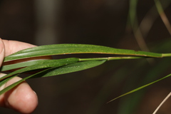 Austrostipa ramosissima