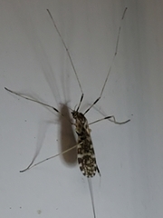 Erioptera caliptera