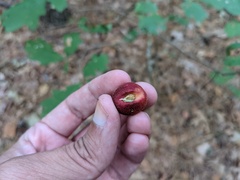 Disholcaspis globosa