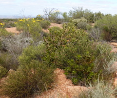 Hyaenanche globosa