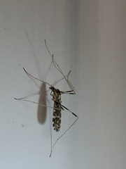 Erioptera caliptera