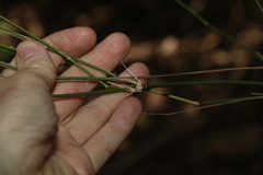 Austrostipa ramosissima