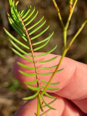 Gompholobium pinnatum