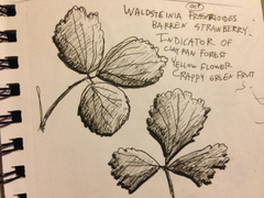Waldsteinia fragarioides